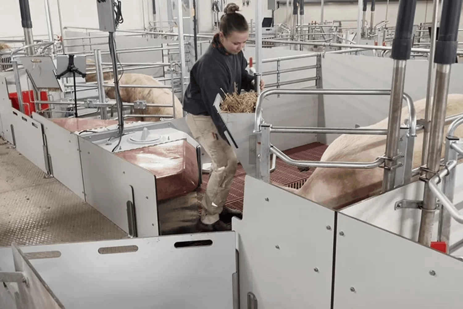 Загон FarrowComfort для опороса, желоб для свиноматок расположен рядом с проходом 