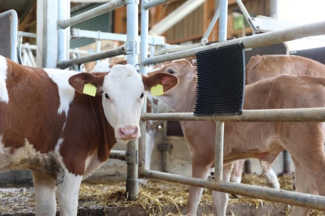 Чесальный коврик 60x40см