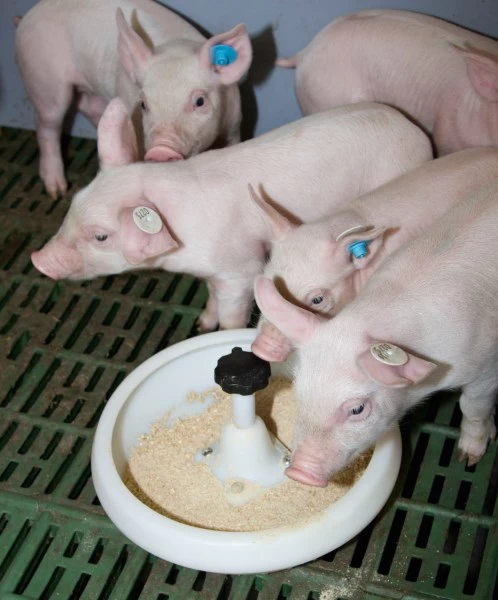 Кормушка для поросят с T-образным крюком 2,5л