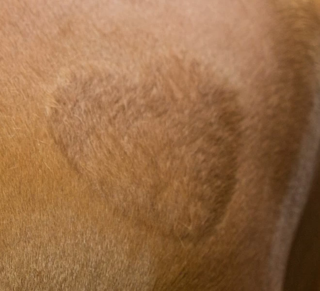 Режущий шаблон  для шерсти