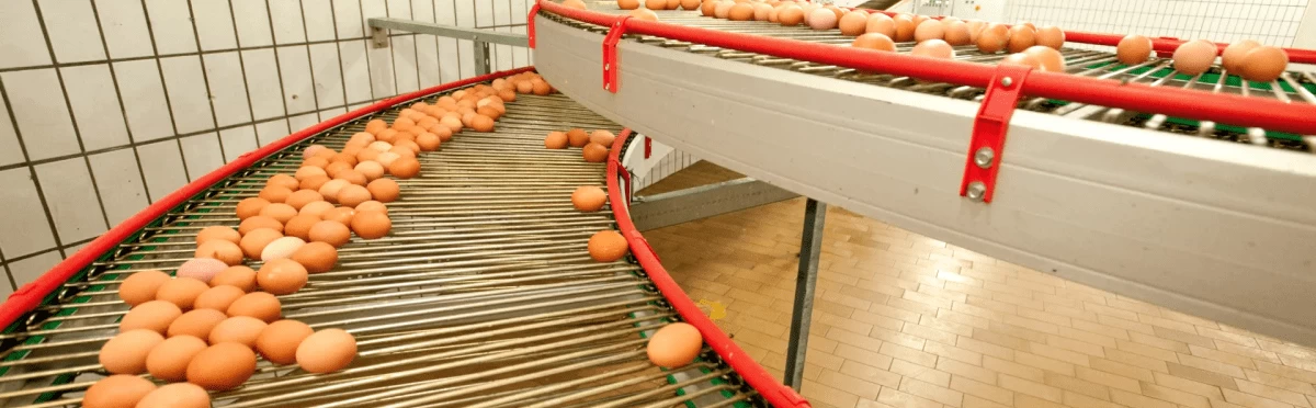 Конвейер сбора и транспортировки яиц LUBING