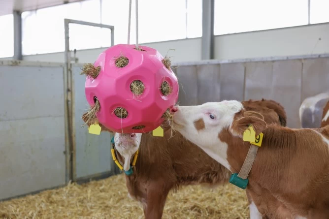 Мяч с кормом розового цвета, 40см