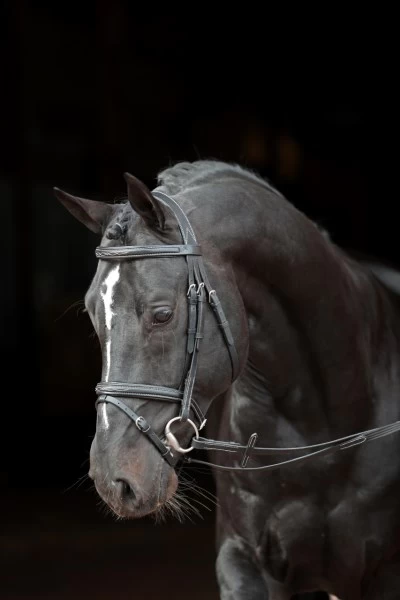 Оголовье кожанное Classic, размер Full, черное