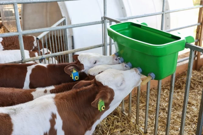 Ванна-поилка для телят Multi Feeder 30л, без разделения на порции, с сосками Latex 