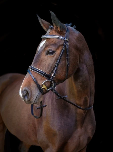 Оголовье Kingston размер Cob, коричневое