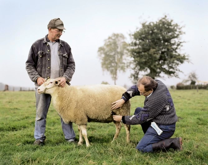 Устройство диагностики беременности HK для овец, коз и альпака