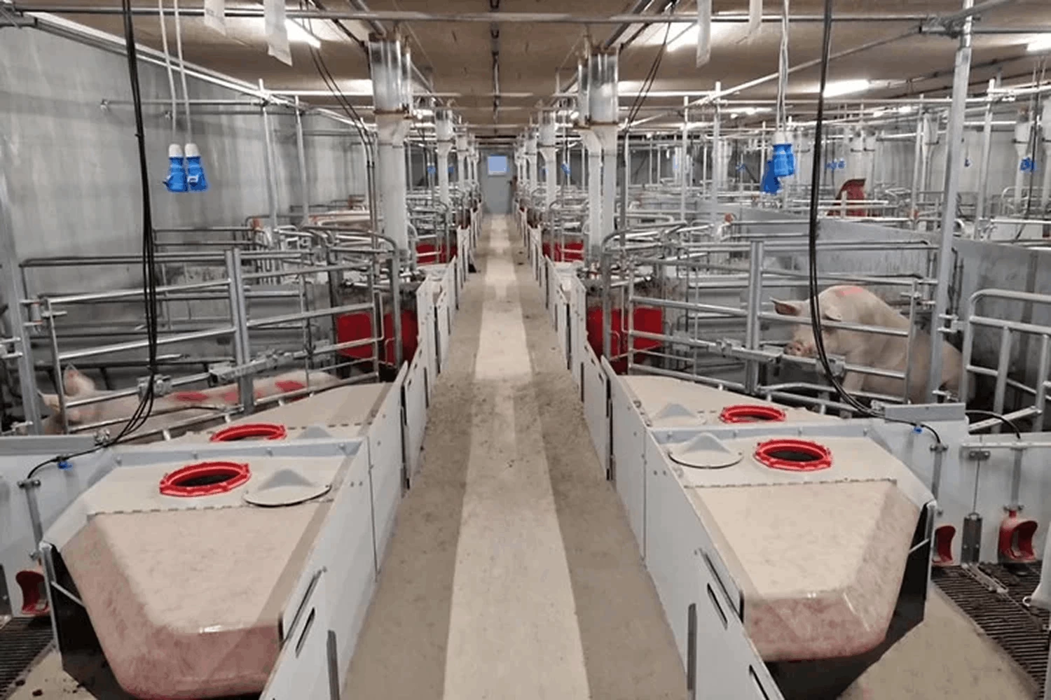 Загон FarrowComfort для опороса, желоб для свиноматоки расположен в углу