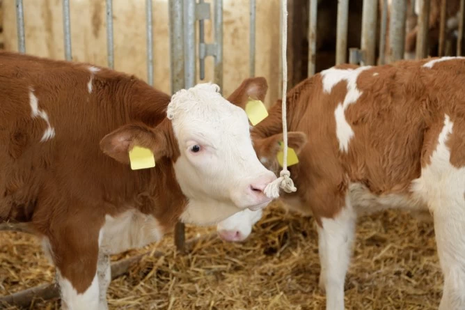 Игровая веревка для свиней и телят Ø 10мм, 250м, хлопок