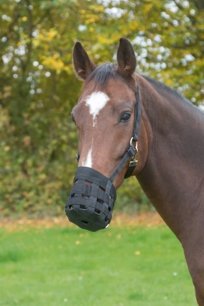Намордник с воротником-стойкой для жеребят, цвет черный
