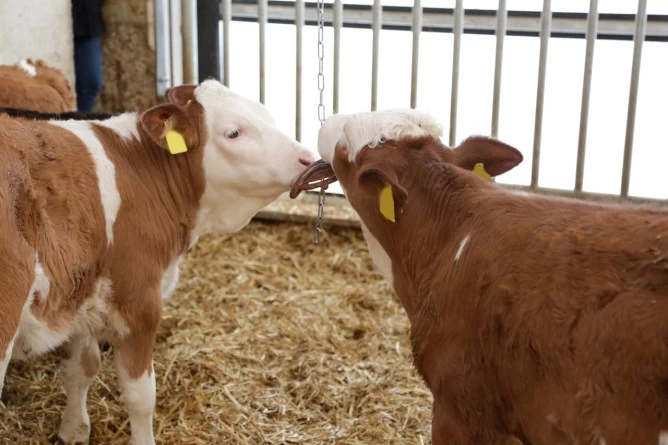 Кольцо для жевания с цепью для подвешивания 75см