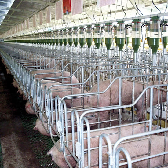 Дозатор CLUTCH для свиноматок в период лактации, с люком и сцеплением, 10л