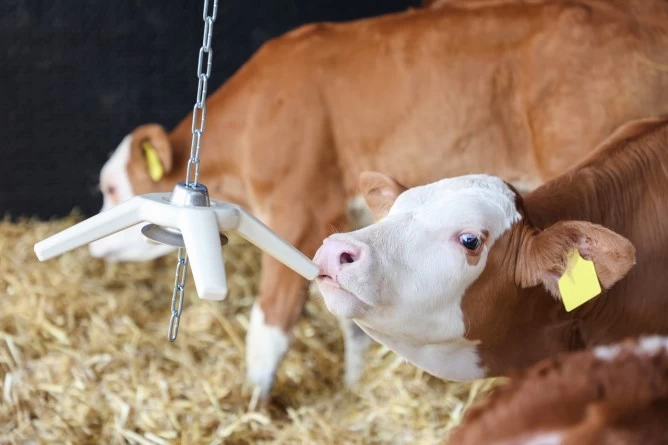 Игрушка из натурального каучука BiteStar с подвесной крышкой (22692) и подвесной цепью (22607)