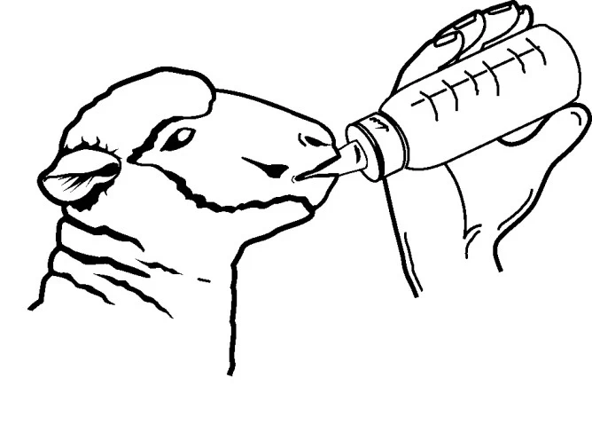 Бутылка с соской для выпойки ягнят Anti-Vac, 450мл