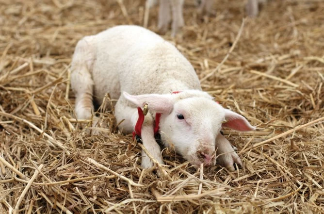 Иммобилизующая дуга 19,5см GAMBREL для овец