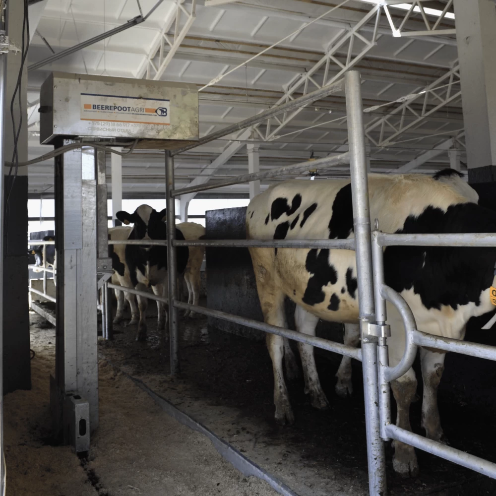 Скрепер цепной для уборки навоза в коровнике BEEREPOOT