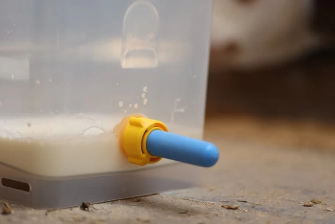 Гигиенический сосок для телят, антибактериальный, 10 шт., Kerbl