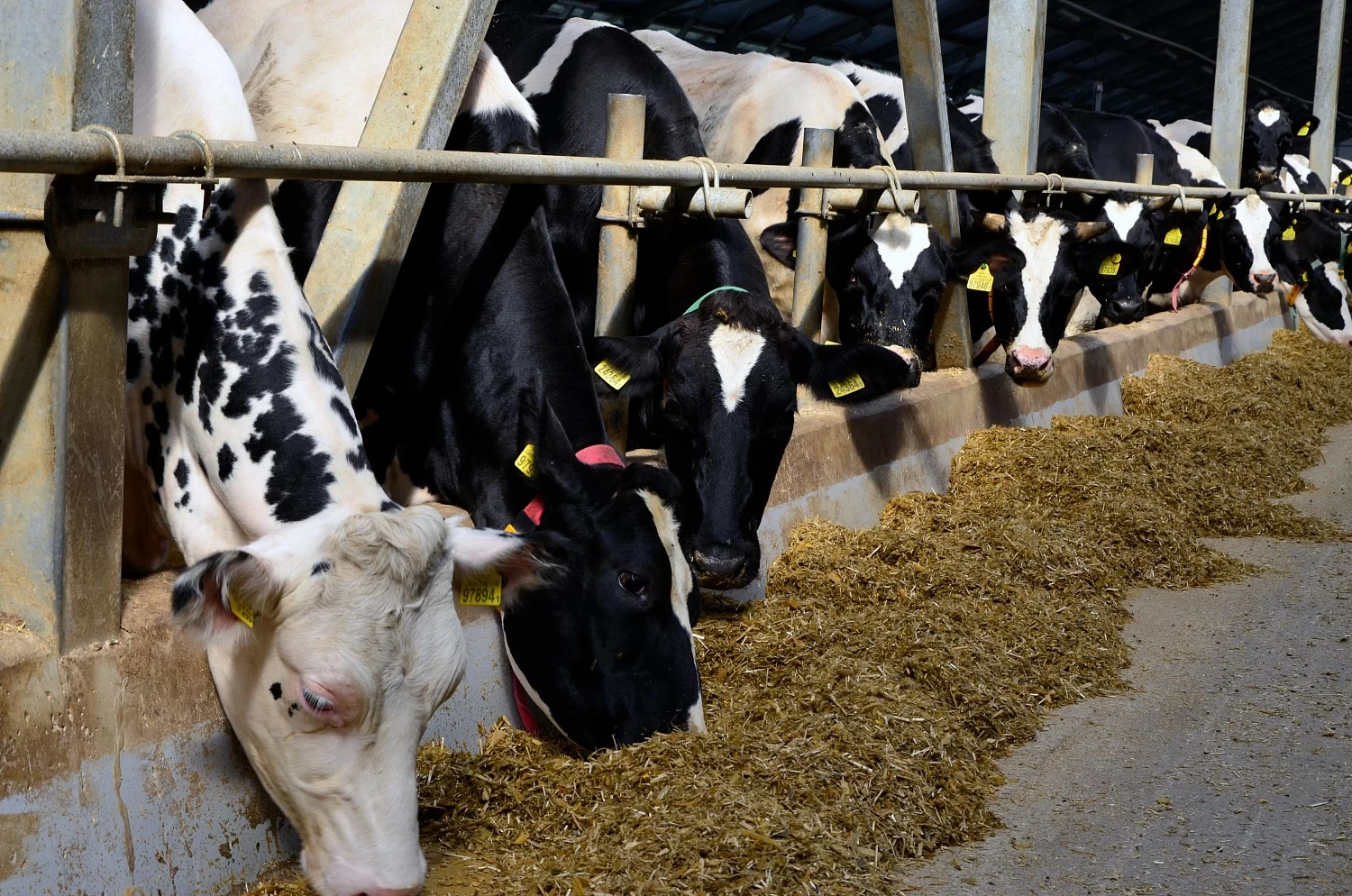 ОАО «ВЕЛИКОСЕЛЬСКОЕ АГРО»