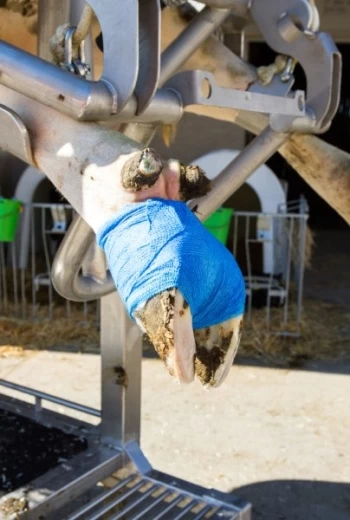 1667 Бандаж для копыт VETlastic 7,5х450см, синий Kerbl