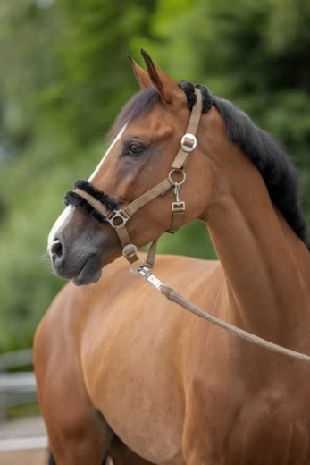 Недоуздок КлассикСофт для пони, черный