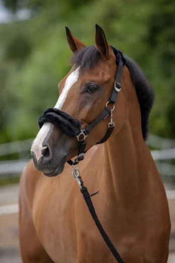 Недоуздок КлассикСофт для пони, черный