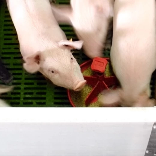 КОРМУШКА ДЛЯ ПОРОСЯТ TECNA PAN