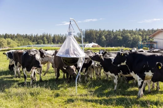 Ловушка для слепней и оводов 