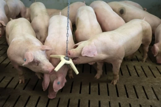 Игрушка BiteStar, отдельно