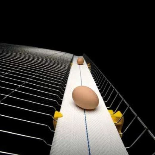 Лента яйцесбора тип SP, ширина 100 мм