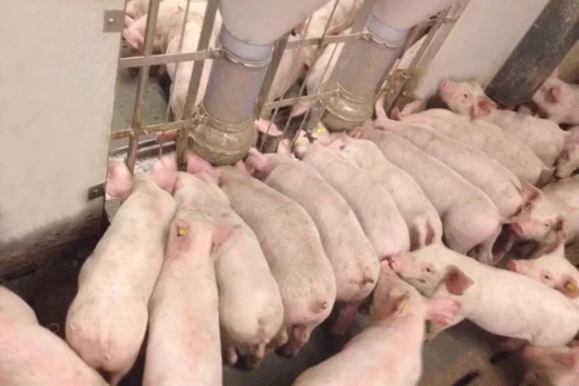 Кормушка двойная для свиней от 6 до 120кг FUNKIMAT 