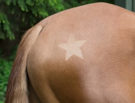 Режущий шаблон  для шерсти