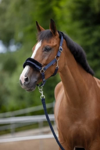 Недоуздок КлассикСофт для пони, черный