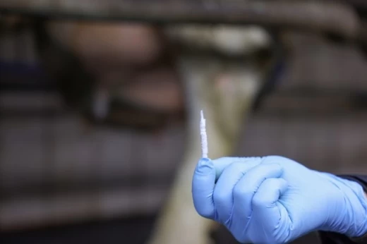 1554 Шерстяной сосковый штифт Uddero Dil Kerbl