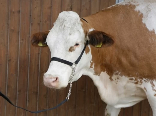 12512 Хомут для демонстрации Kerbl