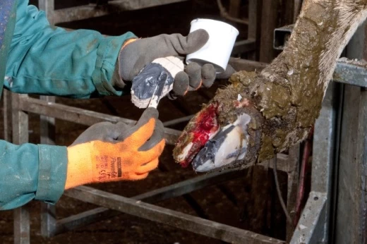 16251-A Набор для ухода за копытами TECHNOBASE на 14 использований  Kerbl