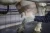 15821 Древесное волокно для вымени Kerbl